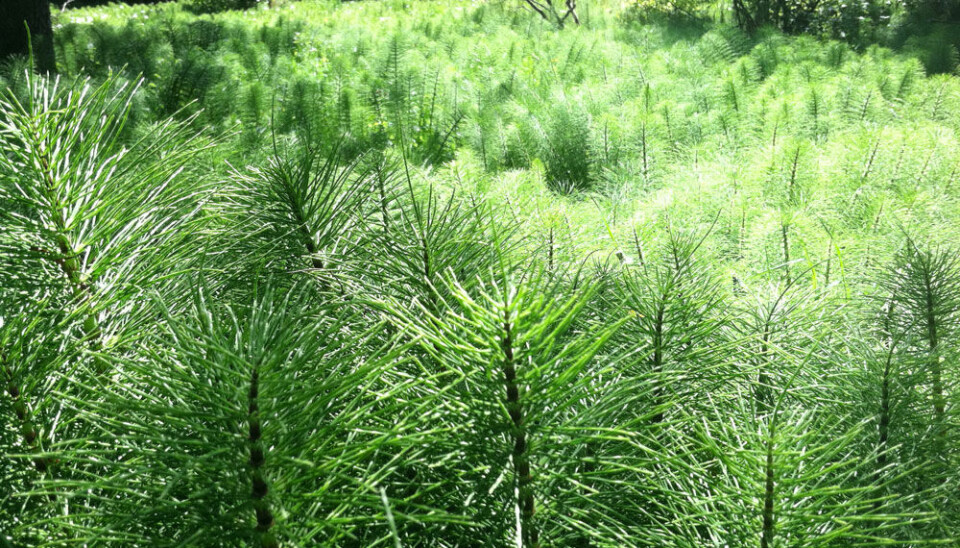Horsetails can grow to half a metre in height and form a dense, bushy covering. (Photo: Brambleshire/Wikimedia Commons)