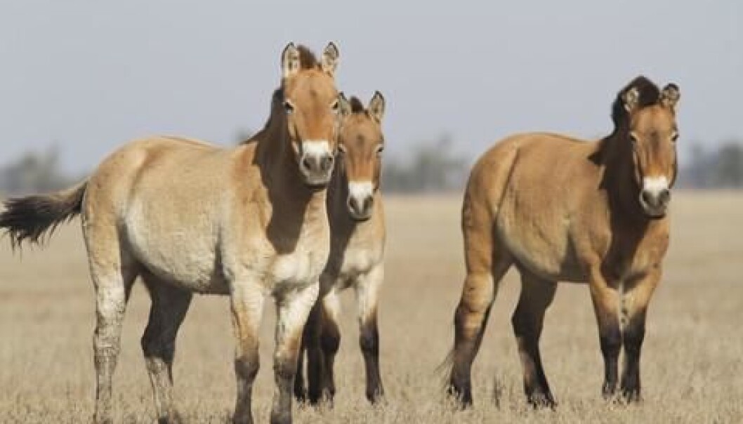 Przewalski’s horse, which is native to the steppes of central Asia, specifically Mongolia, is believed to be the only remaining truly wild horse (Equus ferus). (Photo: Colourbox) Przewalski’s horse, which is native to the steppes of central Asia, specifically Mongolia, is believed to be the only remaining truly wild horse (Equus ferus). (Photo: Colourbox)