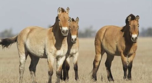 Ancient horse DNA can help us understand evolution