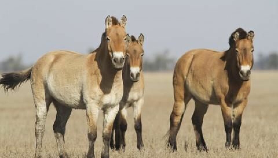 Przewalski’s horse, which is native to the steppes of central Asia, specifically Mongolia, is believed to be the only remaining truly wild horse (Equus ferus). (Photo: Colourbox)