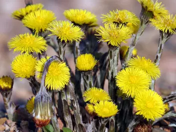 Coltsfoot grows to a height of 5–20 cm in nutritious soil and flowers from March to May. The plant flowers even before it puts out its leaves. (Photo: Andreas Trepte/Wikimedia Commons)