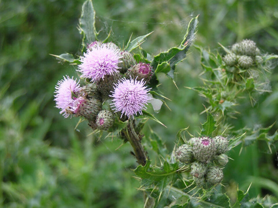 Creeping thistle grows to over a metre high, and the light purple flowers bloom between July and September (Photo: MrJones/Wikimedia Commons)