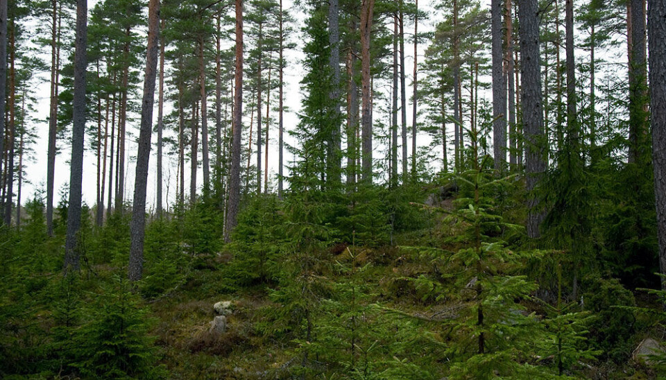 Among all the old forests of the world, only the tropical rain forests have retained their natural species composition over larger areas and can truly be designated as primal forests. (Photo: Colourbox.com)