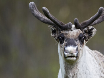 Reindeer are Northern Hemisphere inhabitants by nature. They live in the wild in Canada, Alaska, Norway, Finland, Russia, Mongolia and China, as well as Svalbard and Greenland. (Photo: Colourbox.com) Reindeer are Northern Hemisphere inhabitants by nature. They live in the wild in Canada, Alaska, Norway, Finland, Russia, Mongolia and China, as well as Svalbard and Greenland. (Photo: Colourbox.com)