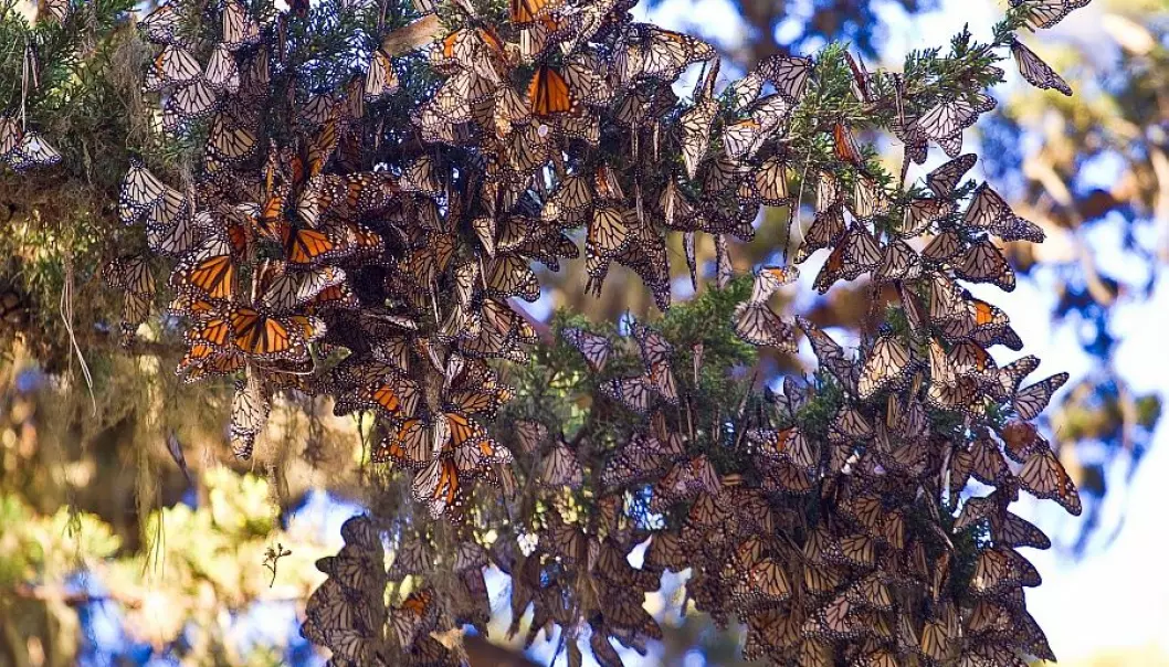 In the autumn, monarch butterflies migrate south from Canada to Mexico – a journey of no less than 3,500 kilometres. Along the way, and in Mexico, they form groups that can become dense enough to cover an entire tree. (Photo: Agunther)