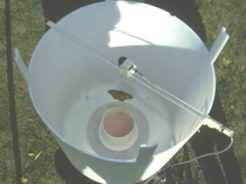 The researchers used this flight simulator to examine the butterflies’ direction of flight. The butterfly is hanging from a thin thread, while a gentle stream of air is blowing from below to make the butterfly flap its wings. This enables the researchers to monitor the direction of flight hour by hour. (Photo: Henrik Mouritsen) The researchers used this flight simulator to examine the butterflies’ direction of flight. The butterfly is hanging from a thin thread, while a gentle stream of air is blowing from below to make the butterfly flap its wings. This enables the researchers to monitor the direction of flight hour by hour. (Photo: Henrik Mouritsen)