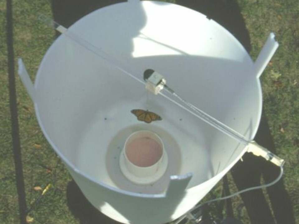 The researchers used this flight simulator to examine the butterflies’ direction of flight. The butterfly is hanging from a thin thread, while a gentle stream of air is blowing from below to make the butterfly flap its wings. This enables the researchers to monitor the direction of flight hour by hour. (Photo: Henrik Mouritsen)