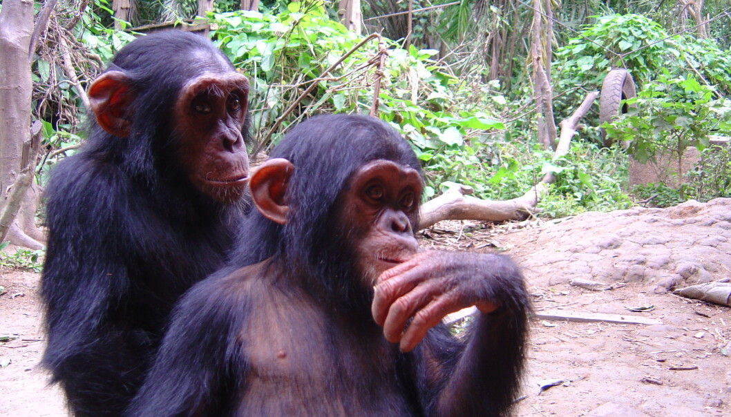 Chimpanzees playing in a reserve in Cameroon. (Photo: Christina Hvilsom) Chimpanzees playing in a reserve in Cameroon. (Photo: Christina Hvilsom)