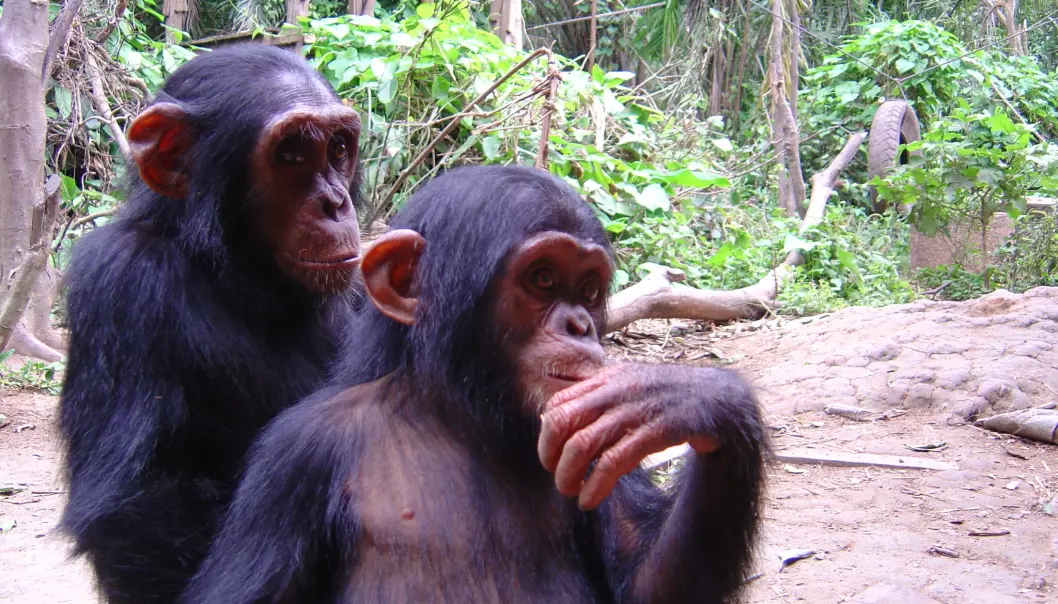 Chimpanzees playing in a reserve in Cameroon. (Photo: Christina Hvilsom)
