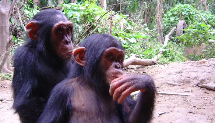 Three in four chimpanzee species live in European zoos