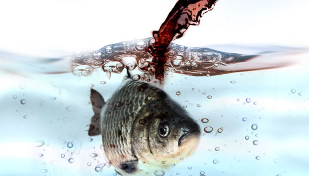 Sweeteners in products such as diet sodas evade the filters in sewage treatment plants and are discharged into the environment. It is as yet unclear what effect this may have on animals. (Illustration: Mette Friis-Mikkelsen, videnskab.dk) Sweeteners in products such as diet sodas evade the filters in sewage treatment plants and are discharged into the environment. It is as yet unclear what effect this may have on animals. (Illustration: Mette Friis-Mikkelsen, videnskab.dk)