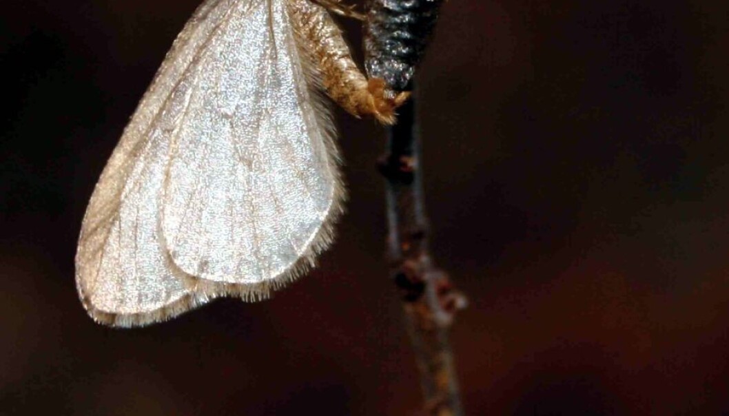 A couple of winter moth (Operophtera brumata) caught mating in October. The female, which has not developed wings, is to the right. Each female lays around 300 eggs. (Photo: Rolf A. Ims) A couple of winter moth (Operophtera brumata) caught mating in October. The female, which has not developed wings, is to the right. Each female lays around 300 eggs. (Photo: Rolf A. Ims)