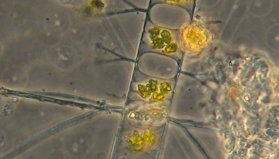 Climate scientists were able to reconstruct a detailed timeline of climate changes by measuring the abundance of a special algae species in core samples from the latest Ice Age. (Photo: Christof Pearce) Climate scientists were able to reconstruct a detailed timeline of climate changes by measuring the abundance of a special algae species in core samples from the latest Ice Age. (Photo: Christof Pearce)