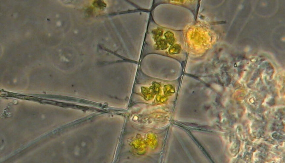 Climate scientists were able to reconstruct a detailed timeline of climate changes by measuring the abundance of a special algae species in core samples from the latest Ice Age. (Photo: Christof Pearce)