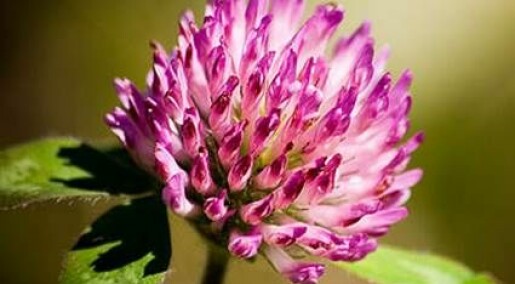 Red clover eases menopausal discomfort