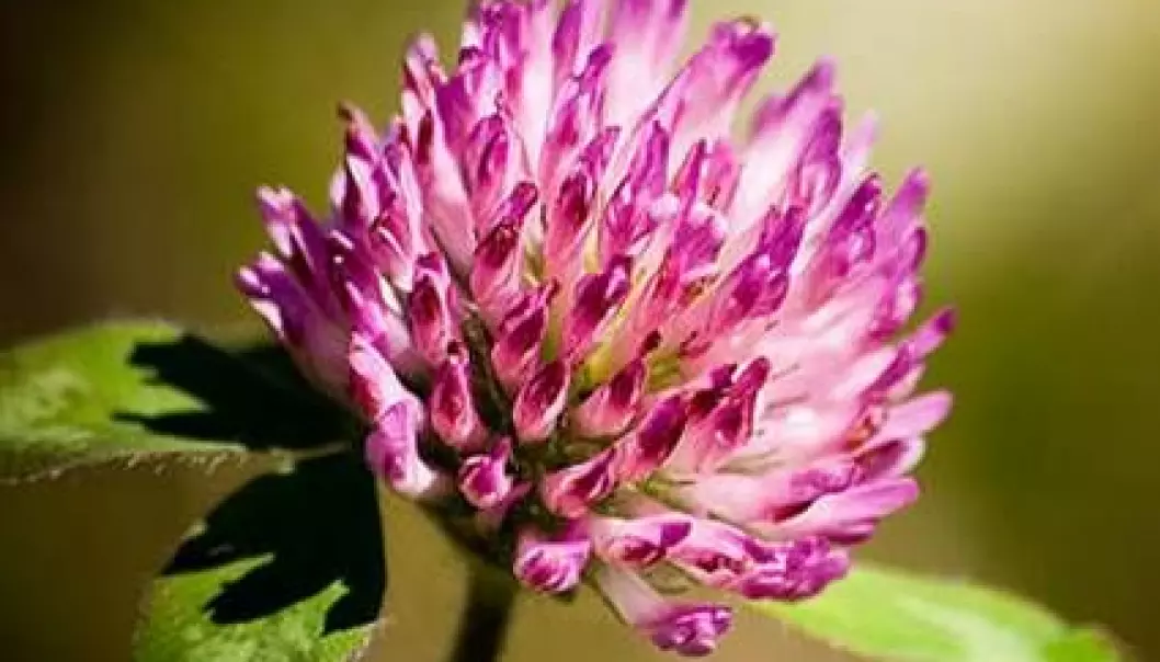 Red clover (Trifolium pretense) is a herb that is found in meadows, slopes and on grasslands. Sheep and other livestock may experience fertility problems if they graze on red clover fields over extended periods. This is because the herb is rich in phytoestrogens, isoflavones, which can act as a substitute for the animal’s own oestrogen, estradiol. (Photo: Colourbox)
