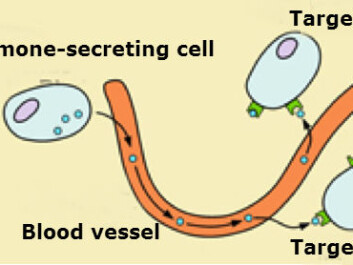 Picture 1: A cell’s way of releasing hormones directly into the bloodstream to target organs. (Illustration: Copenhagen University) Picture 1: A cell’s way of releasing hormones directly into the bloodstream to target organs. (Illustration: Copenhagen University)