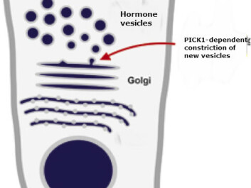 Picture 2: An endocrine cell in the pancreas. This is what a hormone-producing factory looks like. (Illustration: Copenhagen University) Picture 2: An endocrine cell in the pancreas. This is what a hormone-producing factory looks like. (Illustration: Copenhagen University)