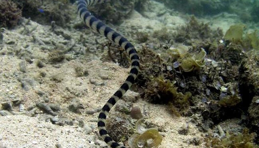 The snakes with the small heads can catch prey that hide below the seabed. This one is from the Hydrohpis melanocephalus species. (Photo: University of Adelaide) The snakes with the small heads can catch prey that hide below the seabed. This one is from the Hydrohpis melanocephalus species. (Photo: University of Adelaide)