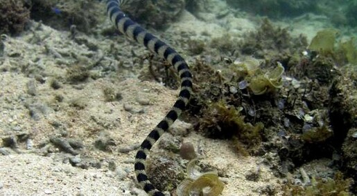 Sea snakes break rules of evolution