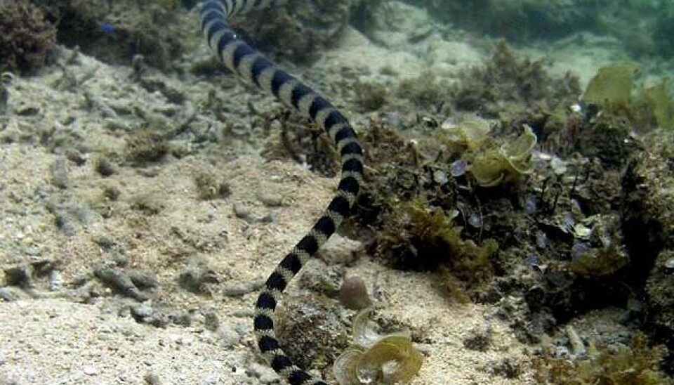 The snakes with the small heads can catch prey that hide below the seabed. This one is from the Hydrohpis melanocephalus species. (Photo: University of Adelaide)