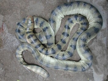 A large-headed snake from the Hydrohpis melanocephalus species. This one is from Vietnam, but the species is spread along most of Asia’s coastlines. (Photo: Arne Redsted Rasmussen) A large-headed snake from the Hydrohpis melanocephalus species. This one is from Vietnam, but the species is spread along most of Asia’s coastlines. (Photo: Arne Redsted Rasmussen)