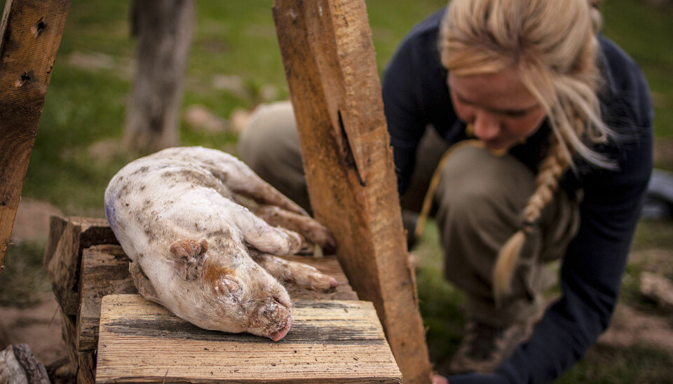 The piglets have been kept in a freezer and the first is still frozen when it is placed on the fire. It shouldn’t affect the end result, thinks Jæger and Johansen. (Photo: Kristian Secher, Videnskab.dk)
