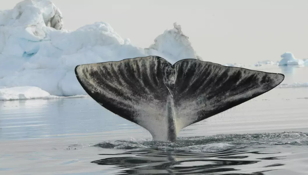Around 80 percent of the bowhead whales in Disko Bay are females, and that is very unusual. (Photo: C. Ilmoni)
