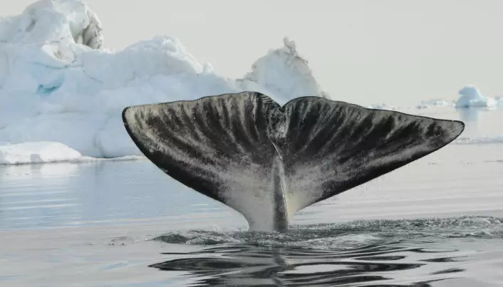 Singing bowhead whales give new insight into behaviour