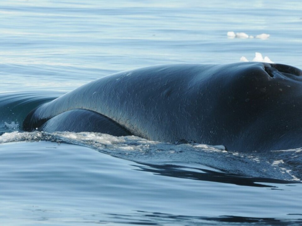 Sound recordings reveal that the whales’ singing activity is highly seasonal, both in terms of how it sounds and how often they sing. From being very active in winter, they become virtually silent in May. (Photo: C. Ilmoni)