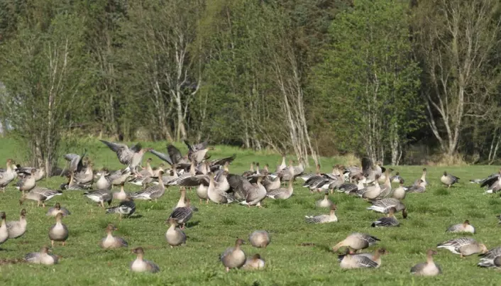 Grassland crops hit by greedy geese