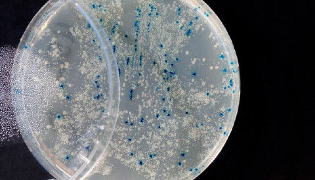 Scientists have come up with a new method that enables relatively easy genome sequencing of bacteria from which it would otherwise be difficult to extract genetic information. (Photo: Colourbox)