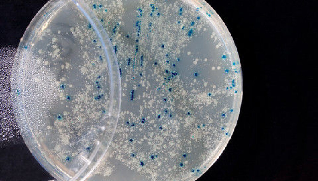 Scientists have come up with a new method that enables relatively easy genome sequencing of bacteria from which it would otherwise be difficult to extract genetic information. (Photo: Colourbox) Scientists have come up with a new method that enables relatively easy genome sequencing of bacteria from which it would otherwise be difficult to extract genetic information. (Photo: Colourbox)