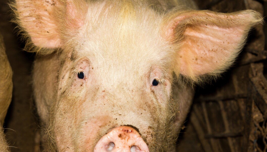 It looks very cute, but it smells. A new study paves the way for improved biofilters that can remove the stench of slurry. (Photo: Colourbox) It looks very cute, but it smells. A new study paves the way for improved biofilters that can remove the stench of slurry. (Photo: Colourbox)