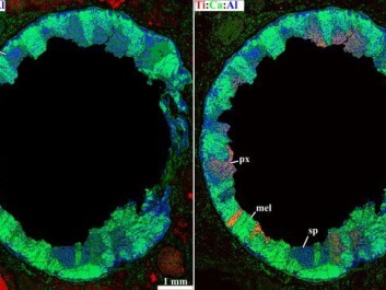 A colour-coded view of the inclusion in the meteorite. On the left picture the red colour represents magnesium, and on the right it stands for titanium. On both pictures, green represents calcium and blue is aluminium. These colours enable the researchers to identify minerals such as hibonite, anorthide, pyroxenes, melilite and spinel. (Photo: The Centre for Star and Planet Formation) A colour-coded view of the inclusion in the meteorite. On the left picture the red colour represents magnesium, and on the right it stands for titanium. On both pictures, green represents calcium and blue is aluminium. These colours enable the researchers to identify minerals such as hibonite, anorthide, pyroxenes, melilite and spinel. (Photo: The Centre for Star and Planet Formation)