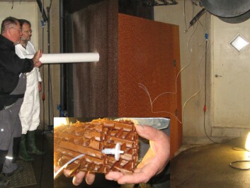 A cellulose filter creates an environment in which the bacteria can grow. (Private photo) A cellulose filter creates an environment in which the bacteria can grow. (Private photo)