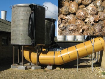 The small clay pellets in the LECA filter create a breeding ground for the bacteria. (Private photo) The small clay pellets in the LECA filter create a breeding ground for the bacteria. (Private photo)