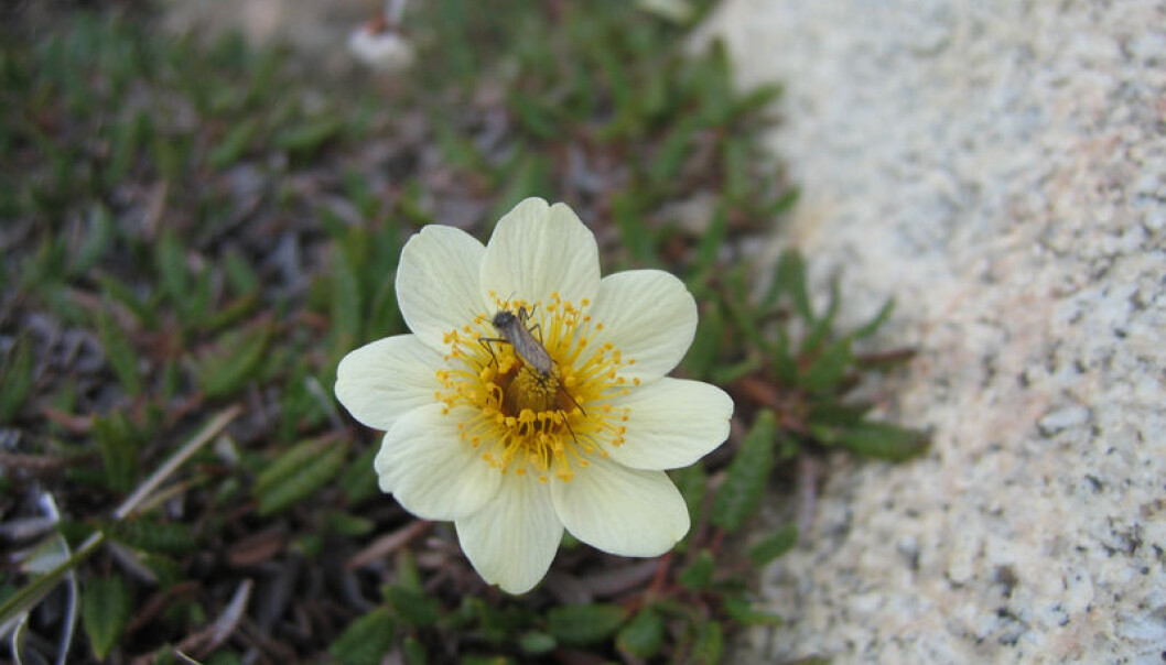 A new study reveals that the number of insects in an area in Northeast Greenland has halved in only 14 years. (Photo: Toke Thomas Høye) A new study reveals that the number of insects in an area in Northeast Greenland has halved in only 14 years. (Photo: Toke Thomas Høye)