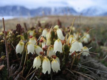 The decline in the insect population may be a result of the timing between insects and flowering in the Arctic being disrupted by climate change. (Photo: Toke Thomas Høye) The decline in the insect population may be a result of the timing between insects and flowering in the Arctic being disrupted by climate change. (Photo: Toke Thomas Høye)