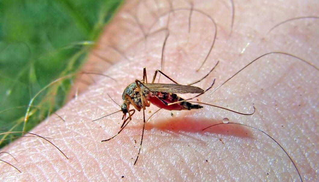 Researchers have figured out how the malaria parasite binds to the inside of human blood vessels. The discovery explains a great deal about malaria and can be used to develop a vaccine. (Photo: Colourbox) Researchers have figured out how the malaria parasite binds to the inside of human blood vessels. The discovery explains a great deal about malaria and can be used to develop a vaccine. (Photo: Colourbox)
