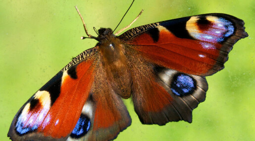 Butterfly with four eyespots spooks big predators