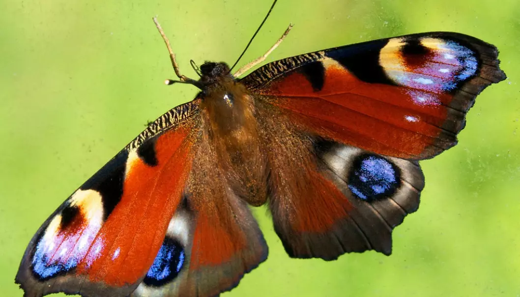 The peacock butterfly. (Photo: tmorkemo / flickr CC BY 2.0)