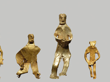 A parade of the five golden figurines that have been found so far in this exciting field on Bornholm. (Photo: René Laursen)
A parade of the five golden figurines that have been found so far in this exciting field on Bornholm. (Photo: René Laursen)