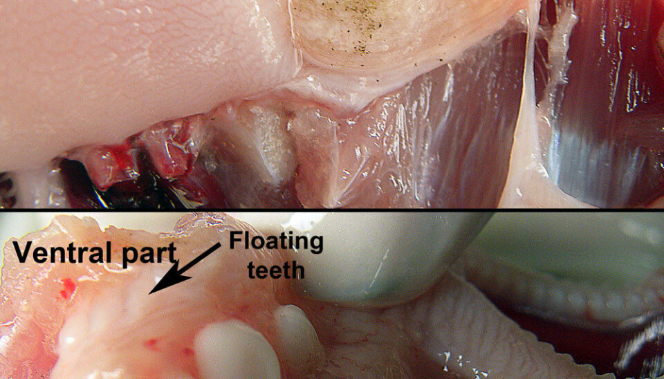 A black carp’s dentures. (Photo: Henry Madsen)