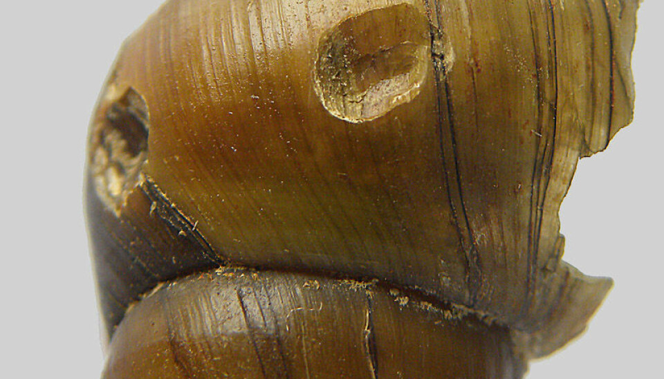 A freshwater snail shell with bite marks from the black carp. (Photo: Henry Madsen)