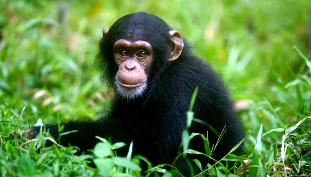 Humans are no longer the only animal capable of recalling own experiences from the past. So concludes a new study, claiming that so-called ‘autobiographical memory’ is present in chimpanzees and orangutans as well. (Photo: Colourbox)