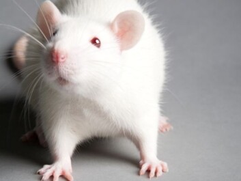 Our debts to lab mice might include some new pills to curb anxiety. (Photo: Colourbox) Our debts to lab mice might include some new pills to curb anxiety. (Photo: Colourbox)