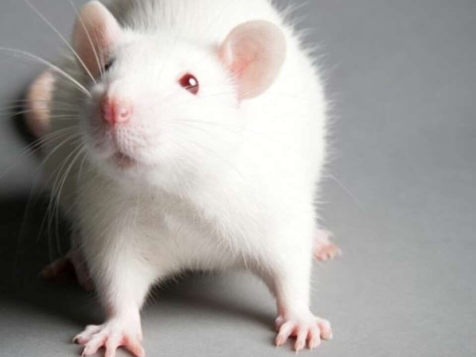 Our debts to lab mice might include some new pills to curb anxiety. (Photo: Colourbox)