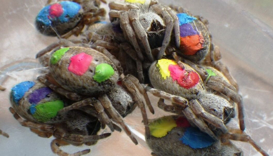Spiders were dabbed with acrylic paint in colour codes. (Photo: Lena Grindsted) Spiders were dabbed with acrylic paint in colour codes. (Photo: Lena Grindsted)