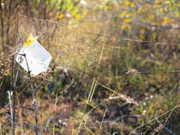 Open plastic containers were hung in shrubs so spiders could use them for a nest. (Photo: Virginia Settepani) Open plastic containers were hung in shrubs so spiders could use them for a nest. (Photo: Virginia Settepani)